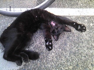 くろねこのおお欠伸.jpg