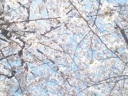 桜 ロング.jpg