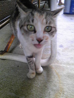 静大CAT.jpg
